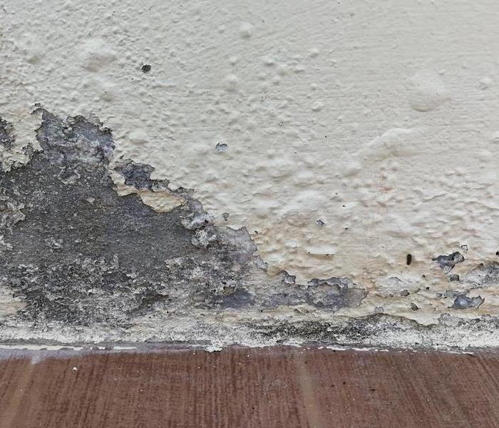 Mold growing on a wall.